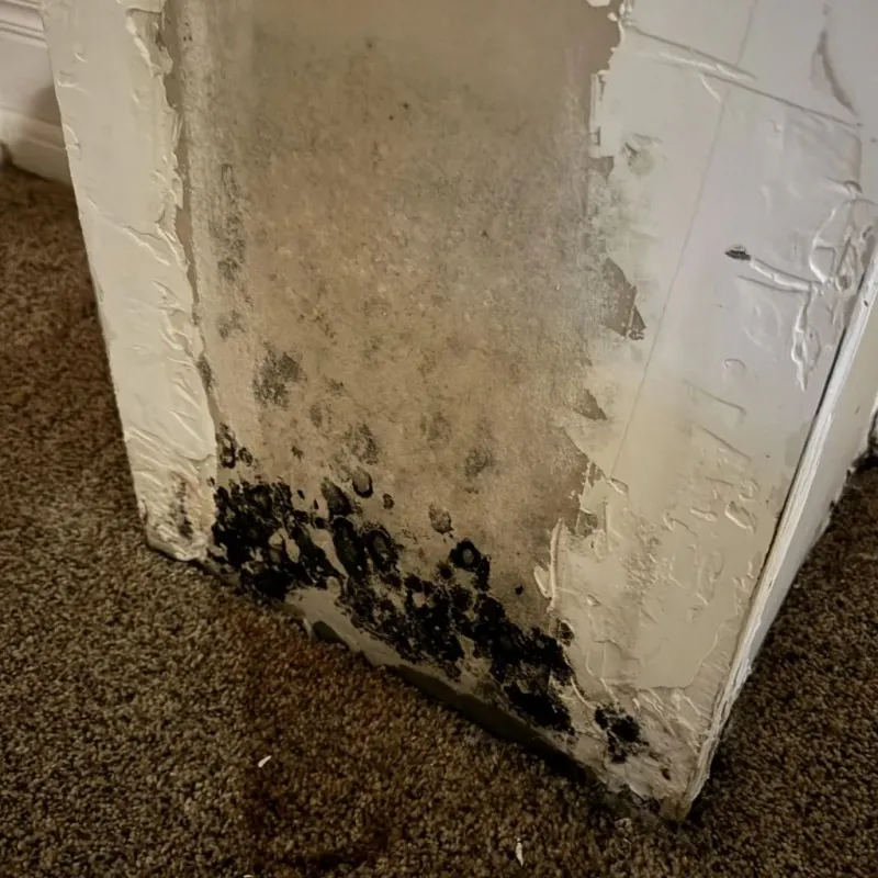 Professional Mold Removal in Delevan, NY